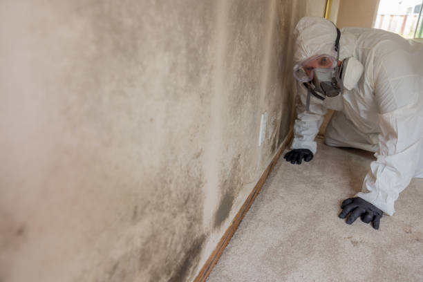 Best Mold Removal for HVAC Installations in Millersburg, PA